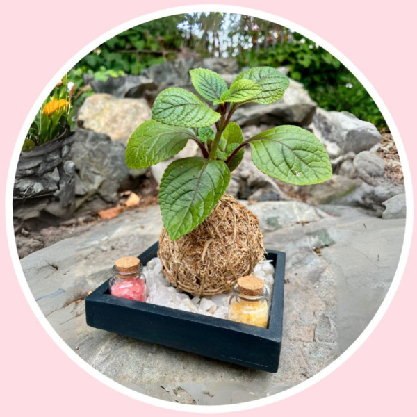 Kokedama Amor & Relajo